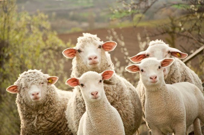 PACK & SEND delivers to Australian Wool Innovation's global offices worldwide